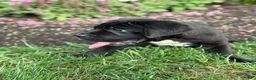 Cane Corso dogs for sale: Kody - Ad 14