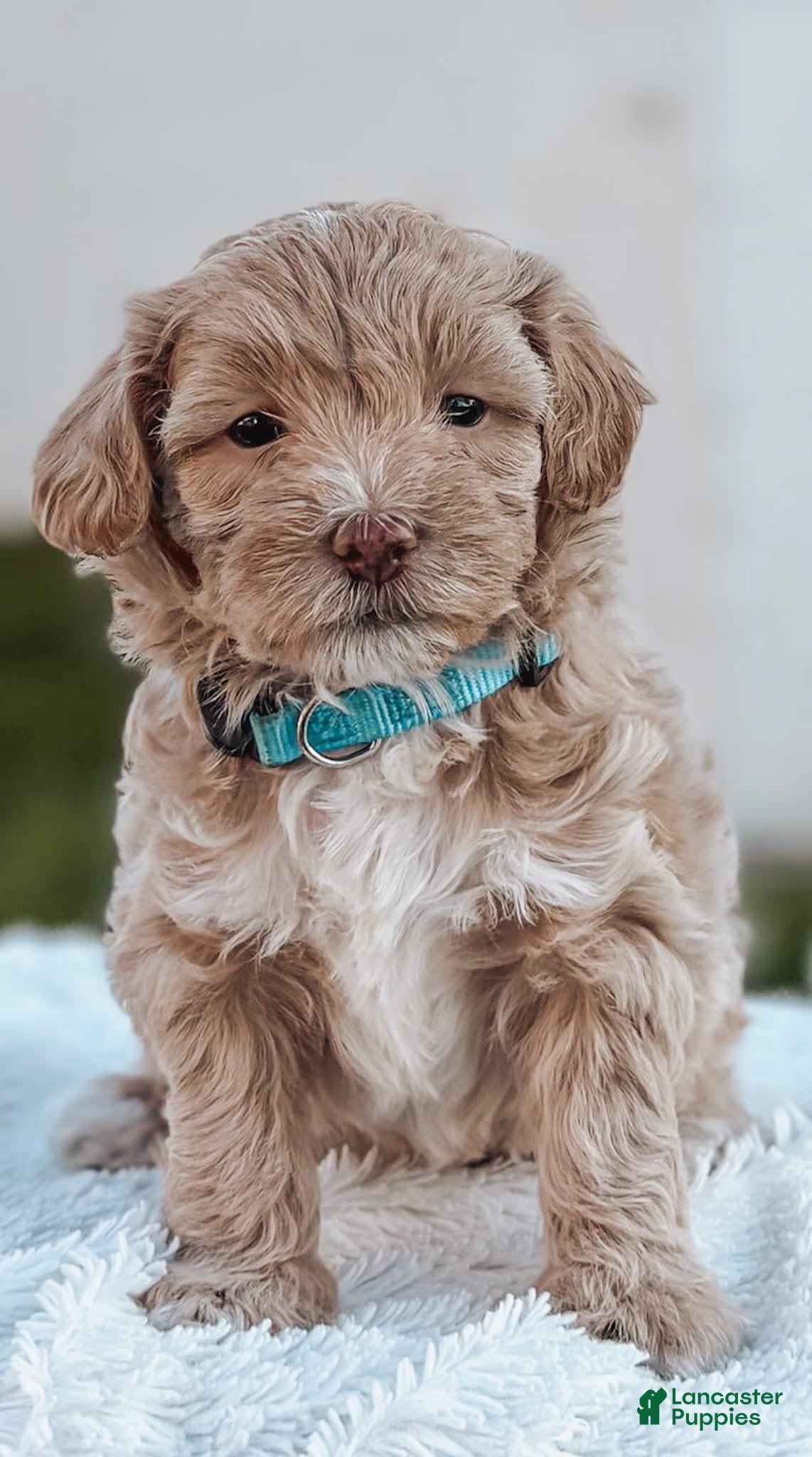 Maltipoo dogs Rocky - Ad 2