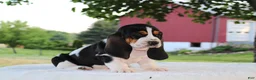 Basset Hound dogs for sale: Macy - Ad 2