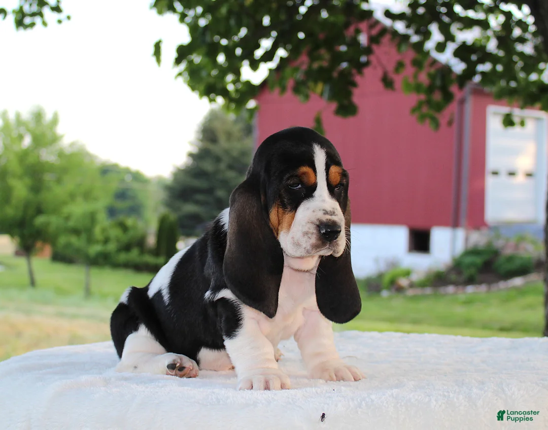 Basset Hound dogs for sale: Macy - Ad 2