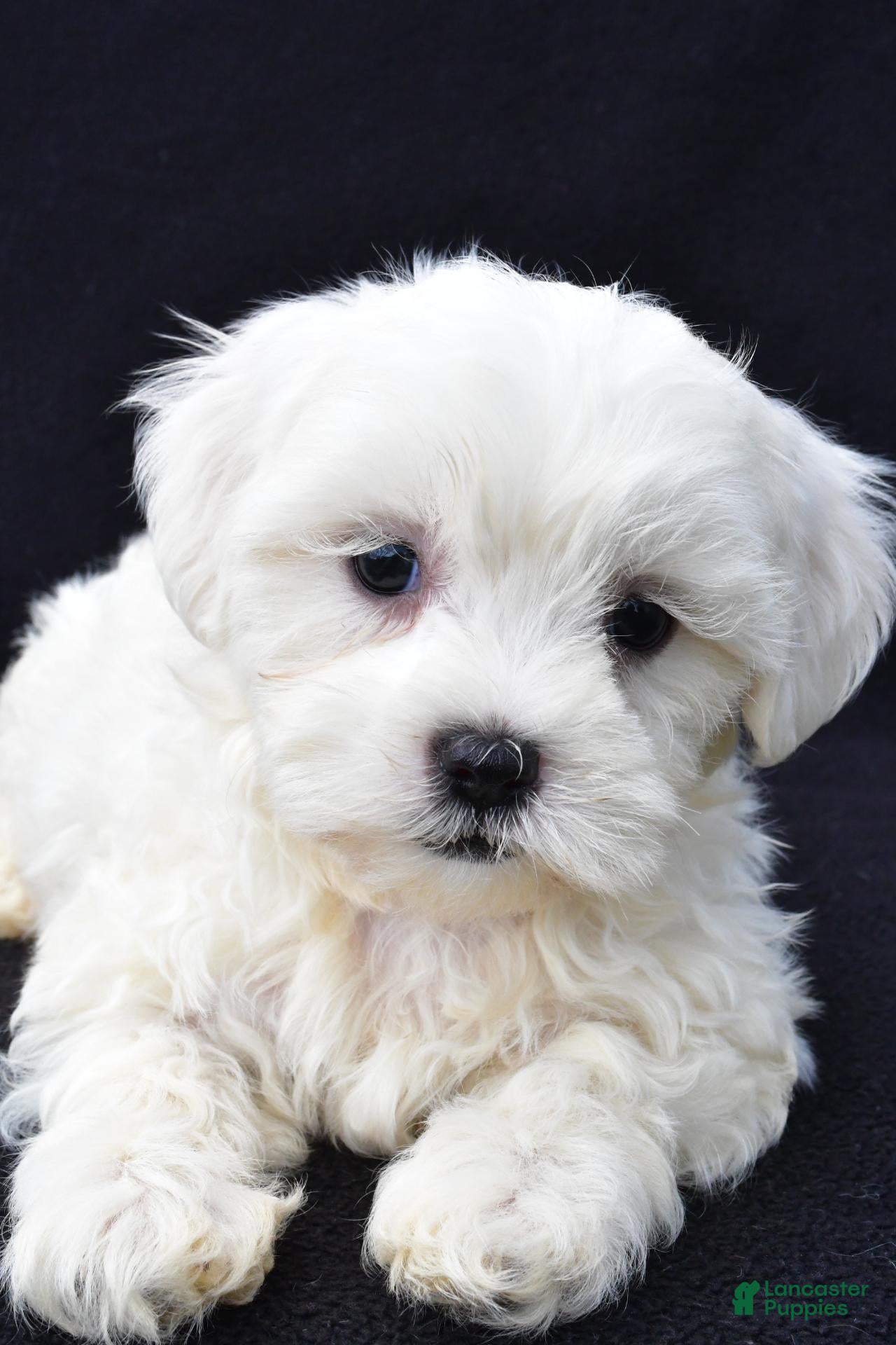 Malshi dogs Jewel - Ad 1