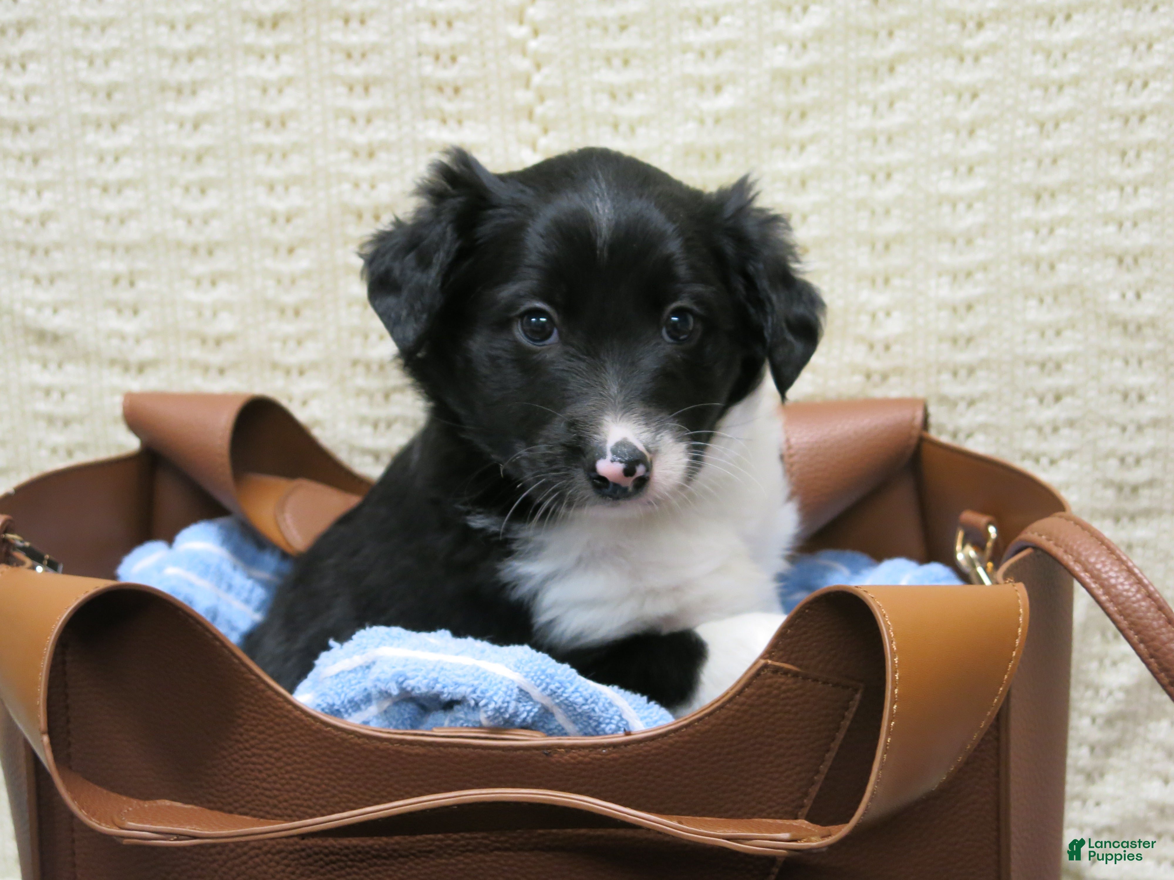 Mixed Breed dogs Xango - Ad 6