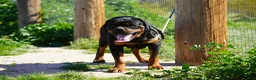 Rottweiler dogs for sale: Rott F2 - Ad 2