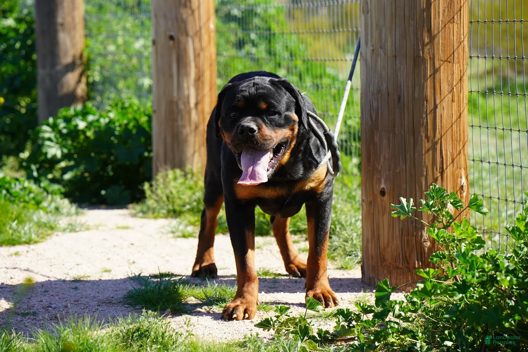 Rottweiler dogs for sale: Rott F2 - Ad 2