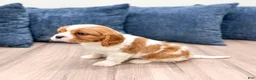 Cavalier King Charles Spaniel dogs for sale: Victor - Ad 3