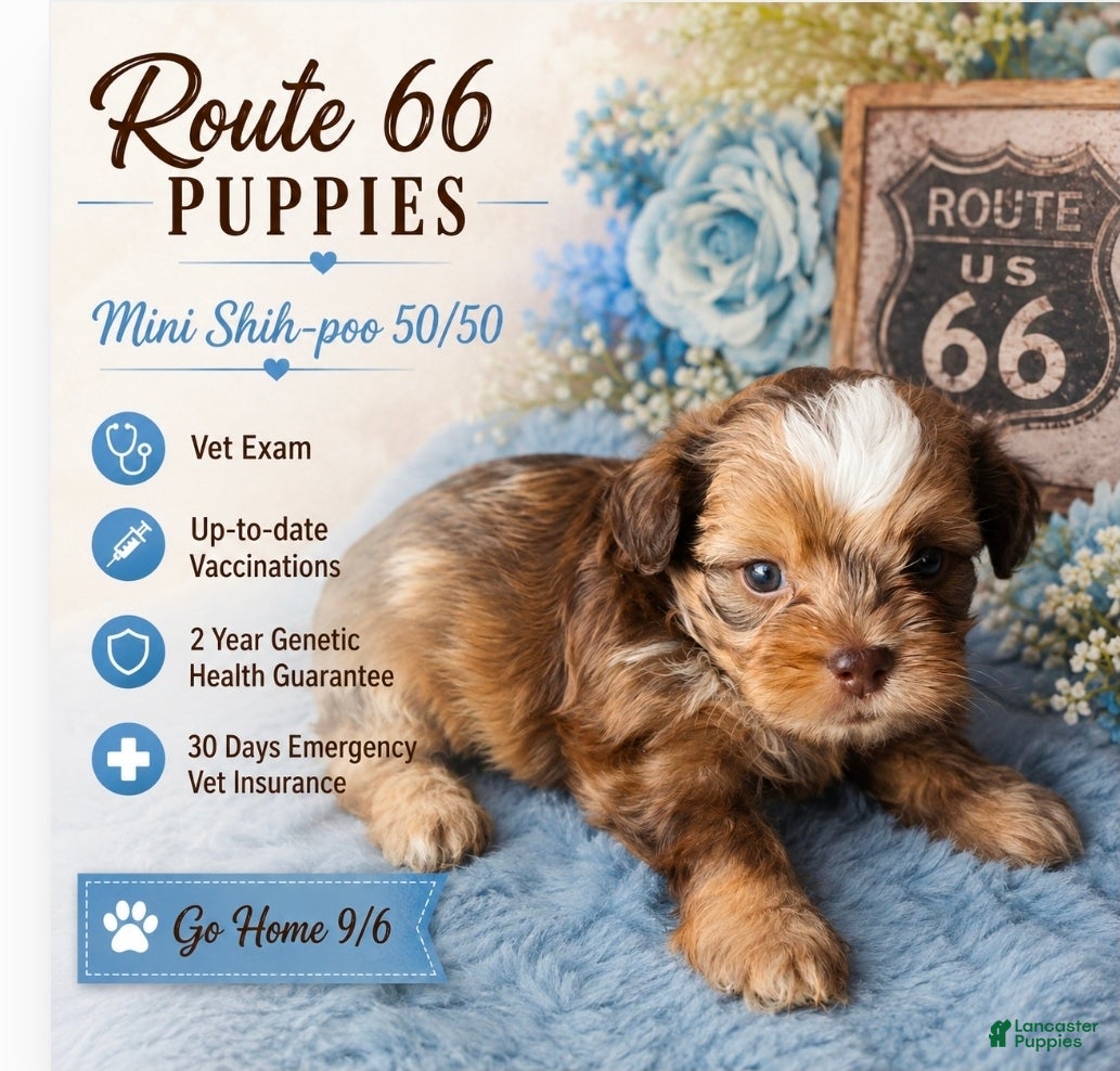 Shihpoo dogs Dior  - Ad 1