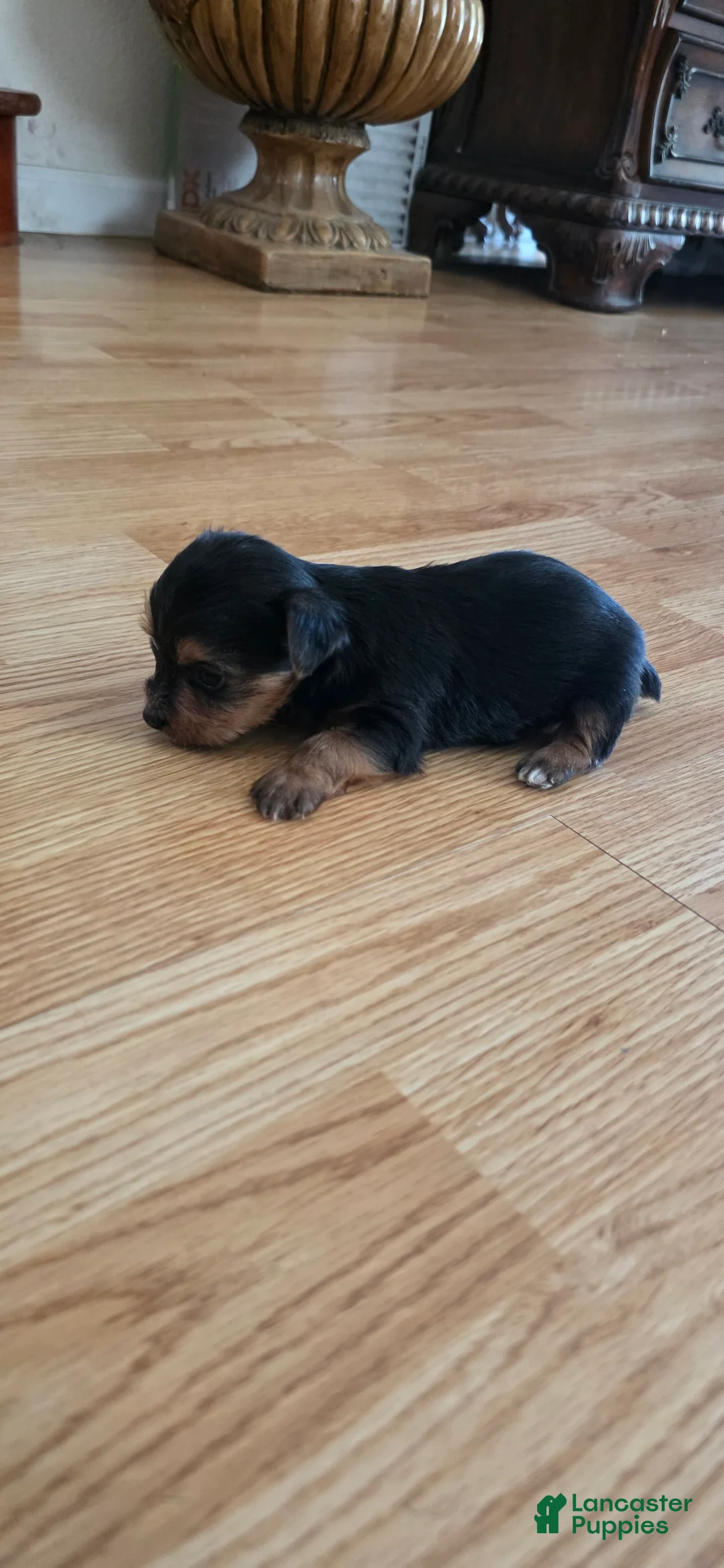 Yorkshire Terrier dogs for sale: Yorkshire Terrier 1 - Ad 1