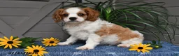 Cavalier King Charles Spaniel dogs for sale: Jude - Ad 5