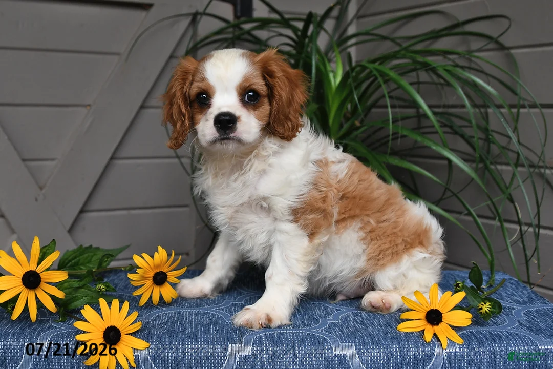 Cavalier King Charles Spaniel dogs for sale: Jude - Ad 5
