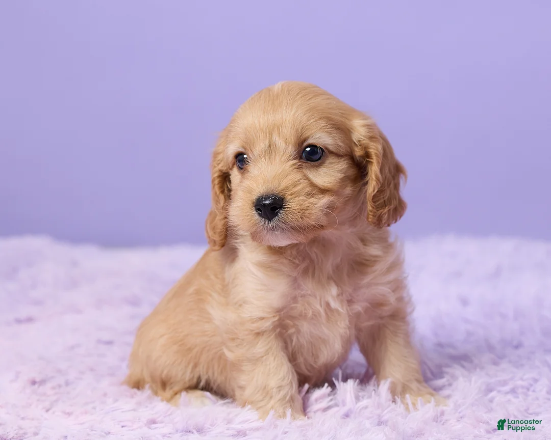 Cavapoo dogs for sale: Alex - Ad 3