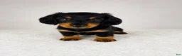 Miniature Dachshund dogs for sale: Gracie - Ad 3