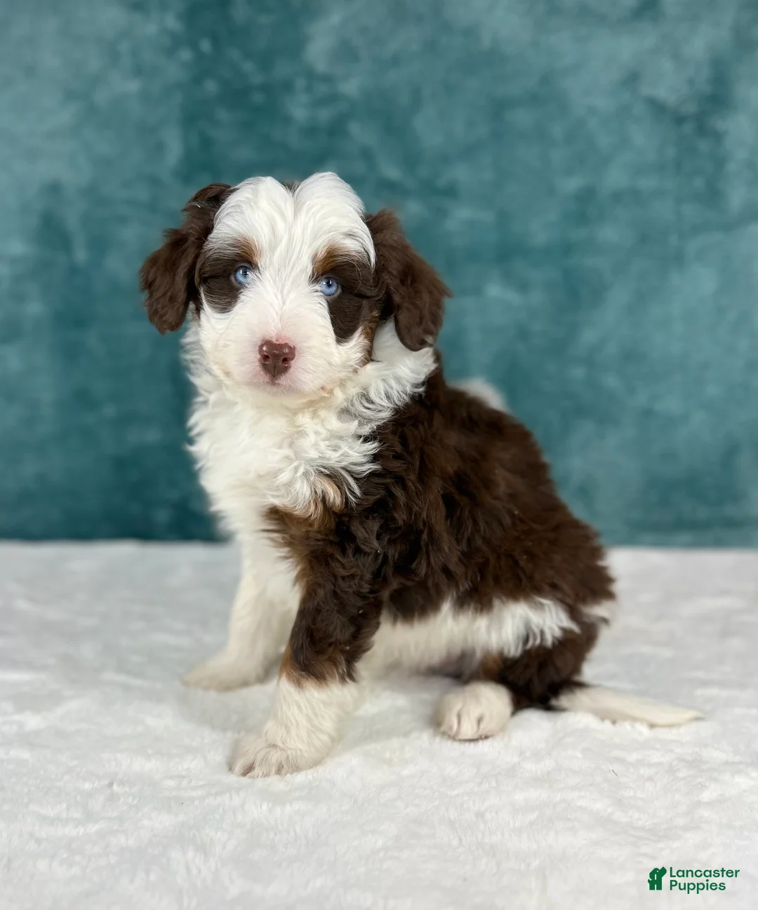 Aussiedoodle dogs for sale: Benji - Ad 3