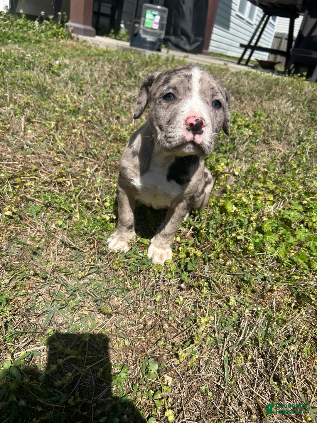 Mixed Breed dogs for sale: Mixed Breed Puppy 1 - Ad 2