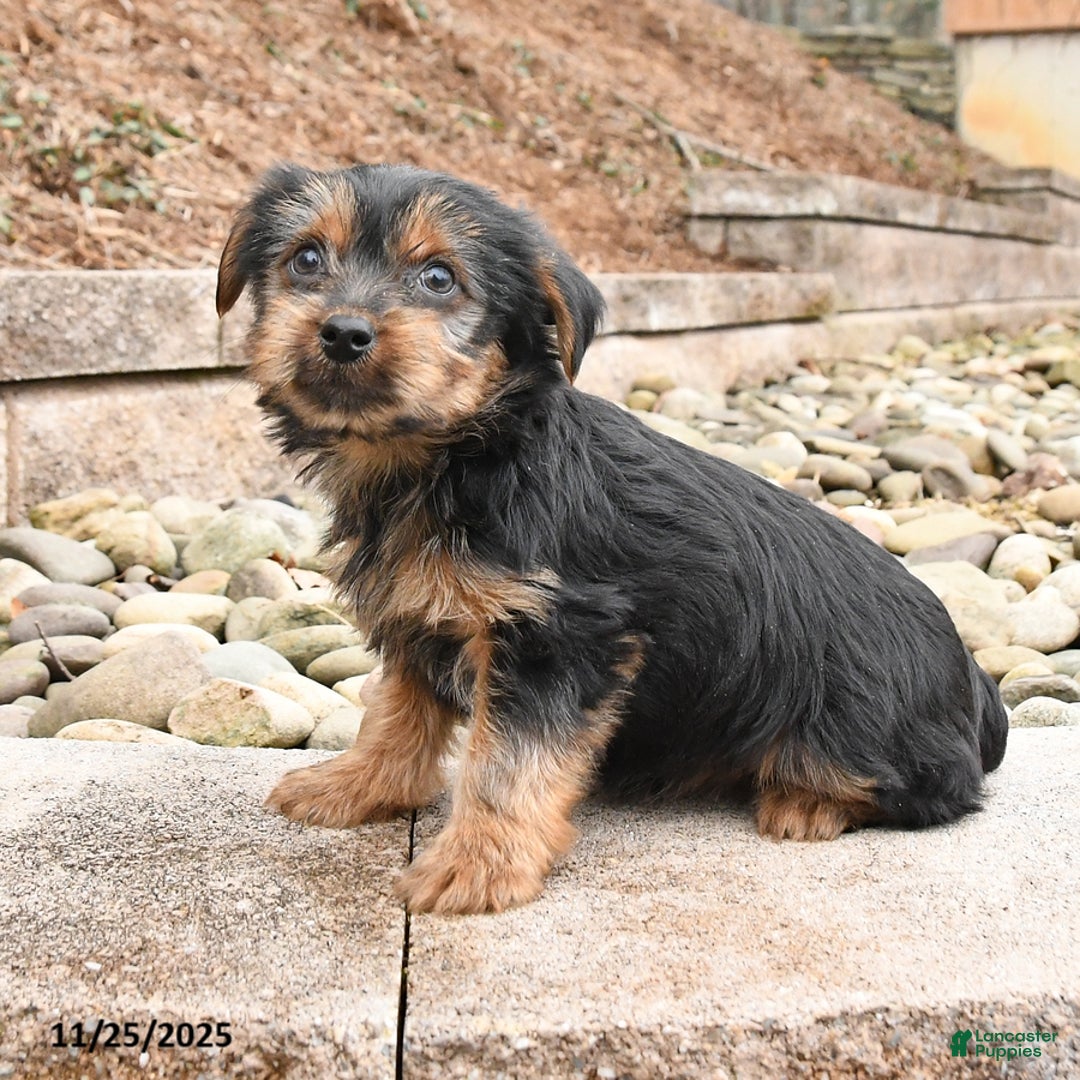 Yorkshire Terrier dogs for sale: Joyce - Ad 1