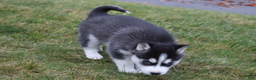 Siberian Husky dogs for sale: Willow - Ad 8