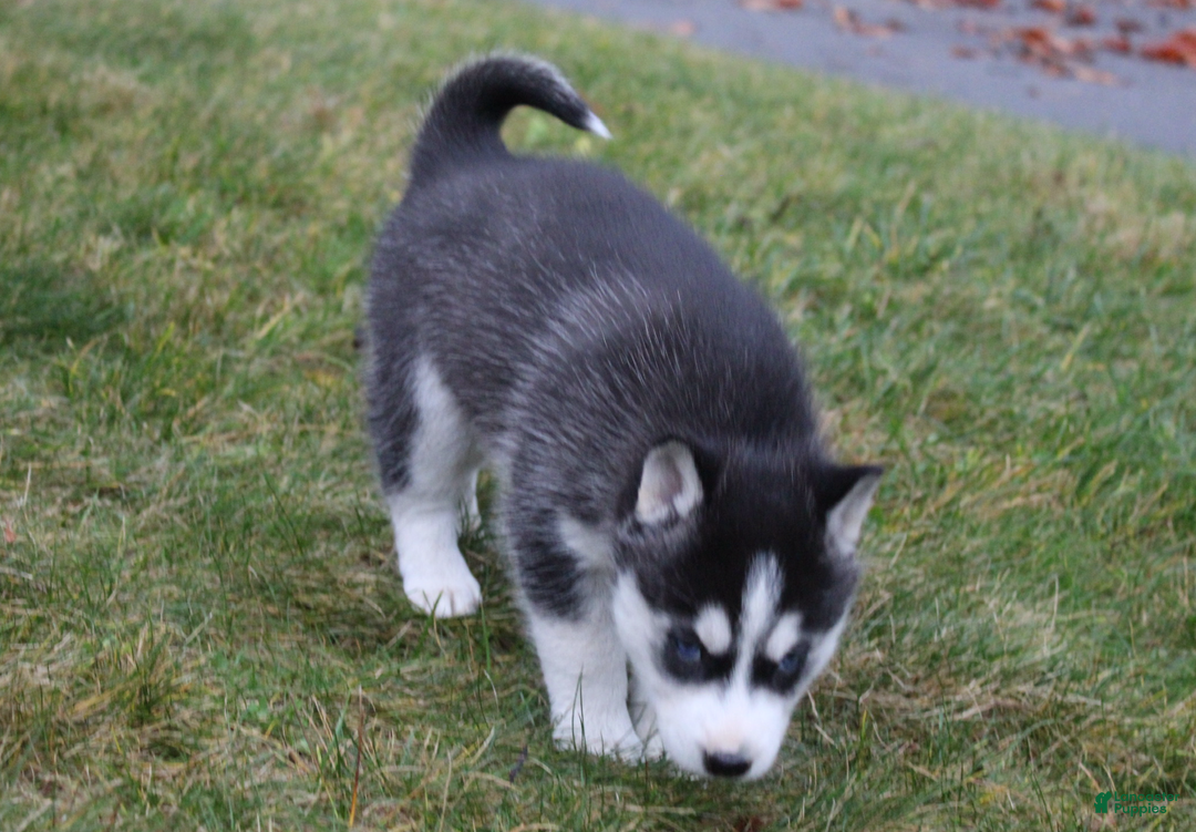 Siberian Husky dogs for sale: Willow - Ad 8