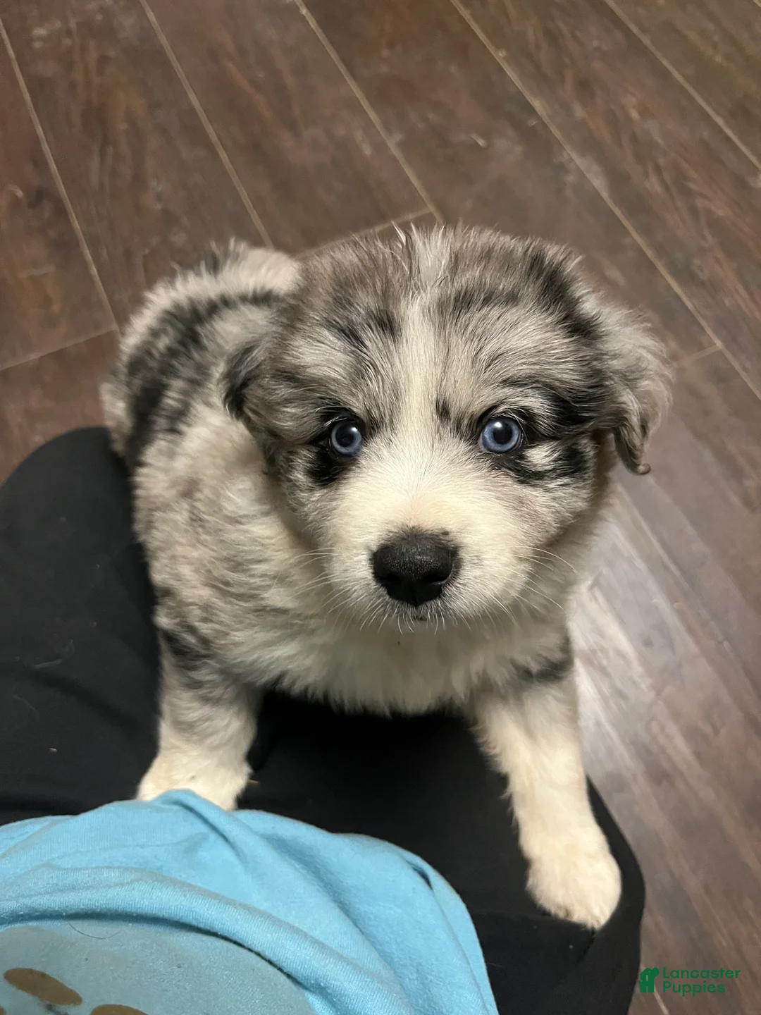 Mixed Breed dogs for sale: Rudolph - Ad 1