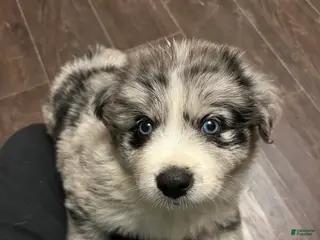 Mixed Breed dogs Rudolph - Ad 27