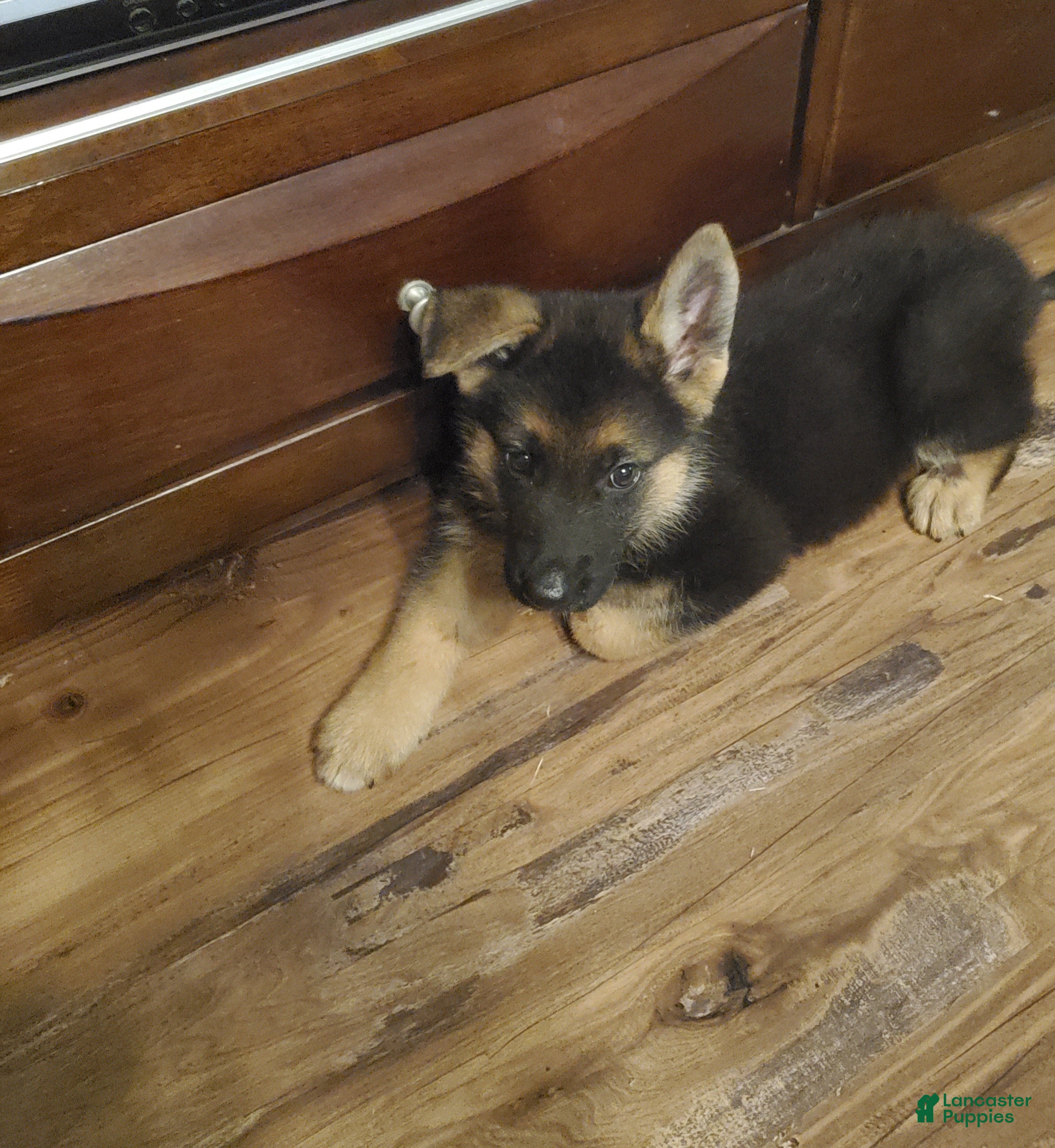 German Shepherd dogs Black Male - Ad 2