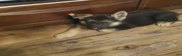 German Shepherd dogs for sale: Black Male - Ad 2