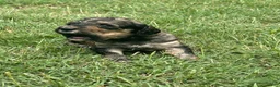 Bordoodle dogs for sale: Onyx - Ad 6