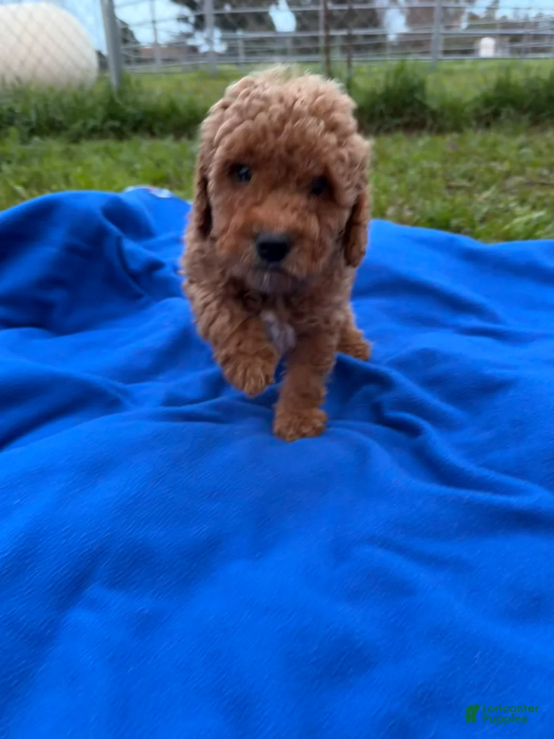 Mini Goldendoodle dogs for sale: Feliz - Ad 6