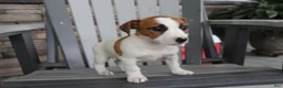 Jack Russell Terrier dogs for sale: Patty - Ad 2