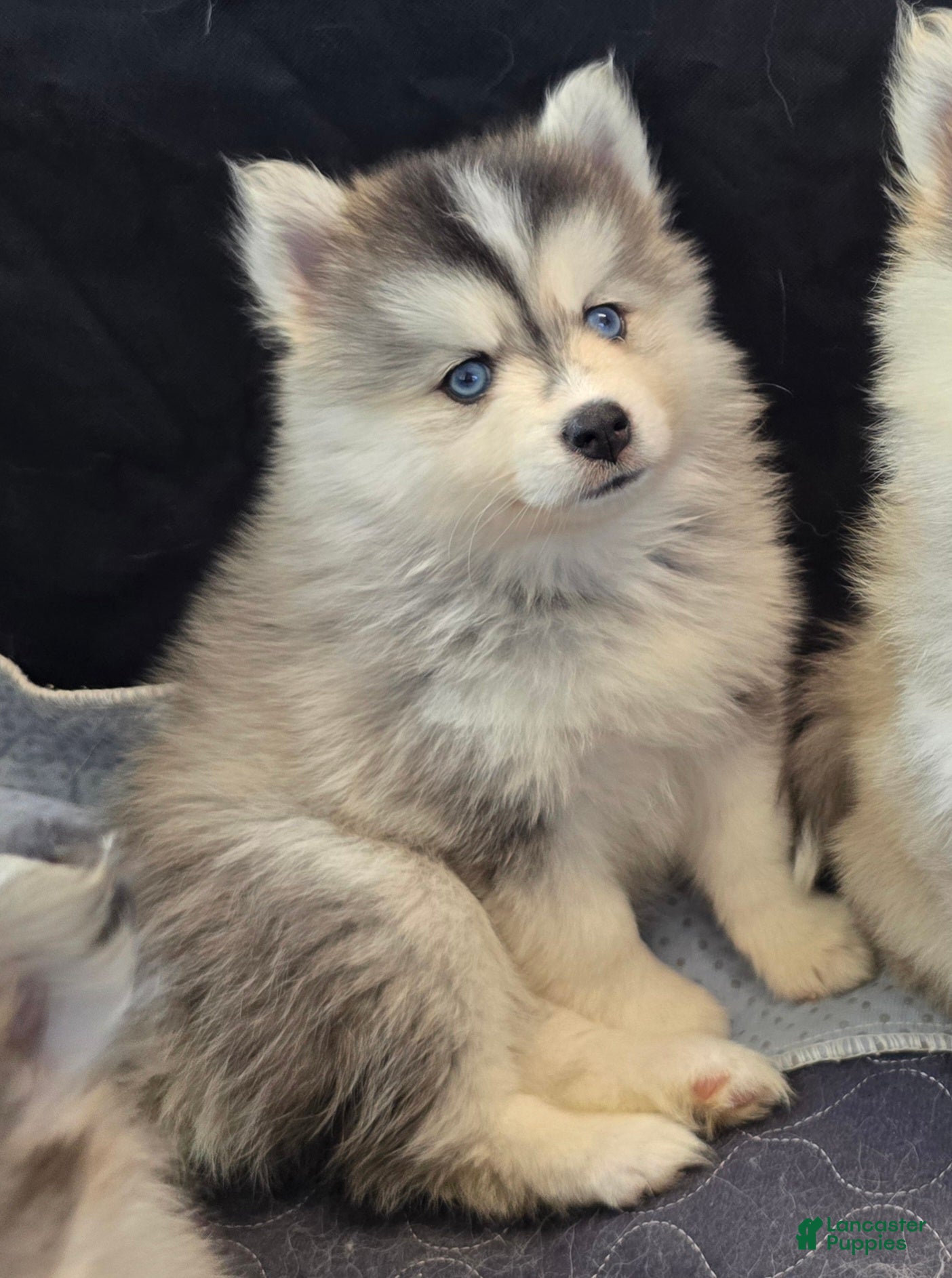 Pomsky dogs for sale: Grey mini - Ad 1