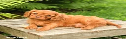 Cavalier King Charles Spaniel dogs for sale: Leo - Ad 3