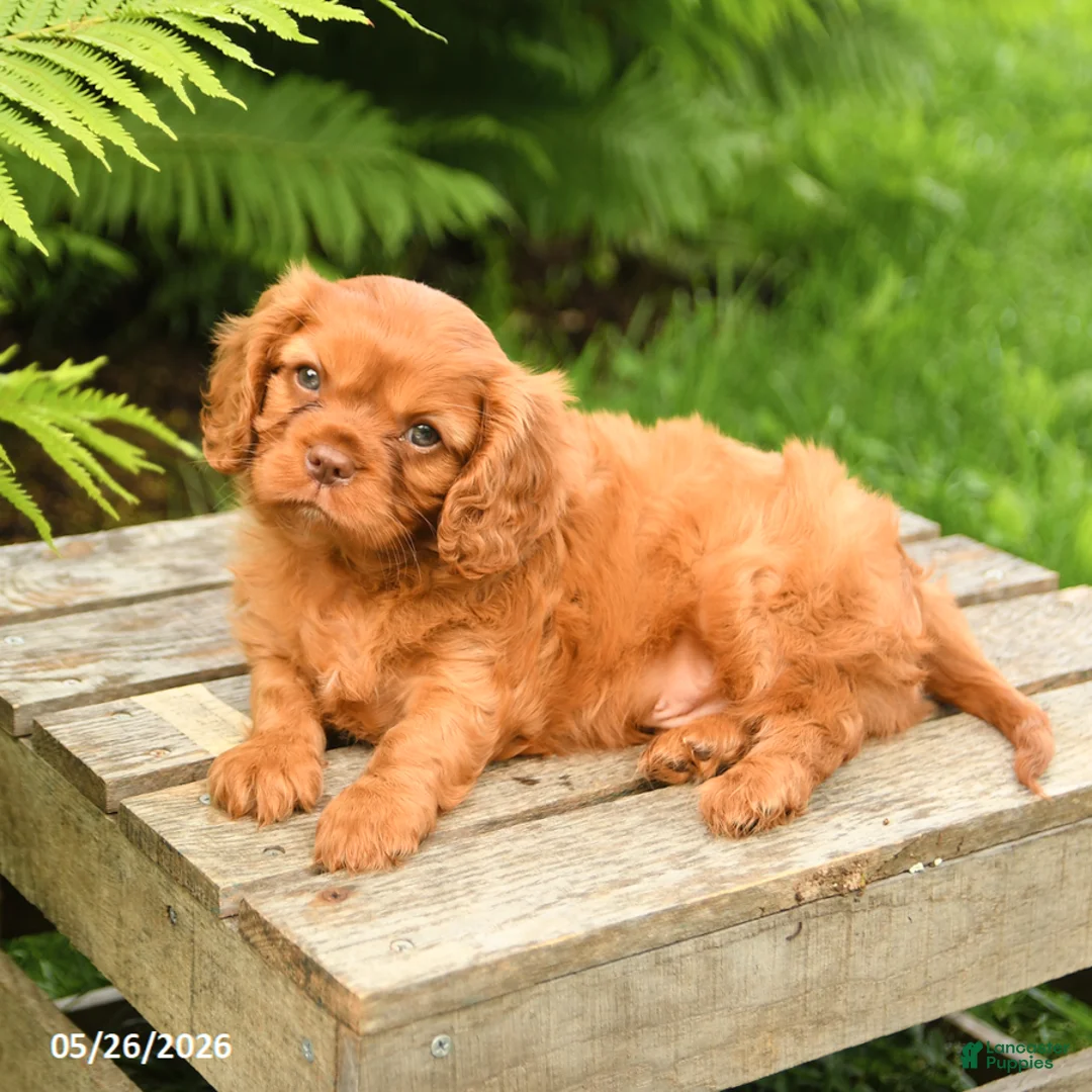 Cavalier King Charles Spaniel dogs for sale: Leo - Ad 3