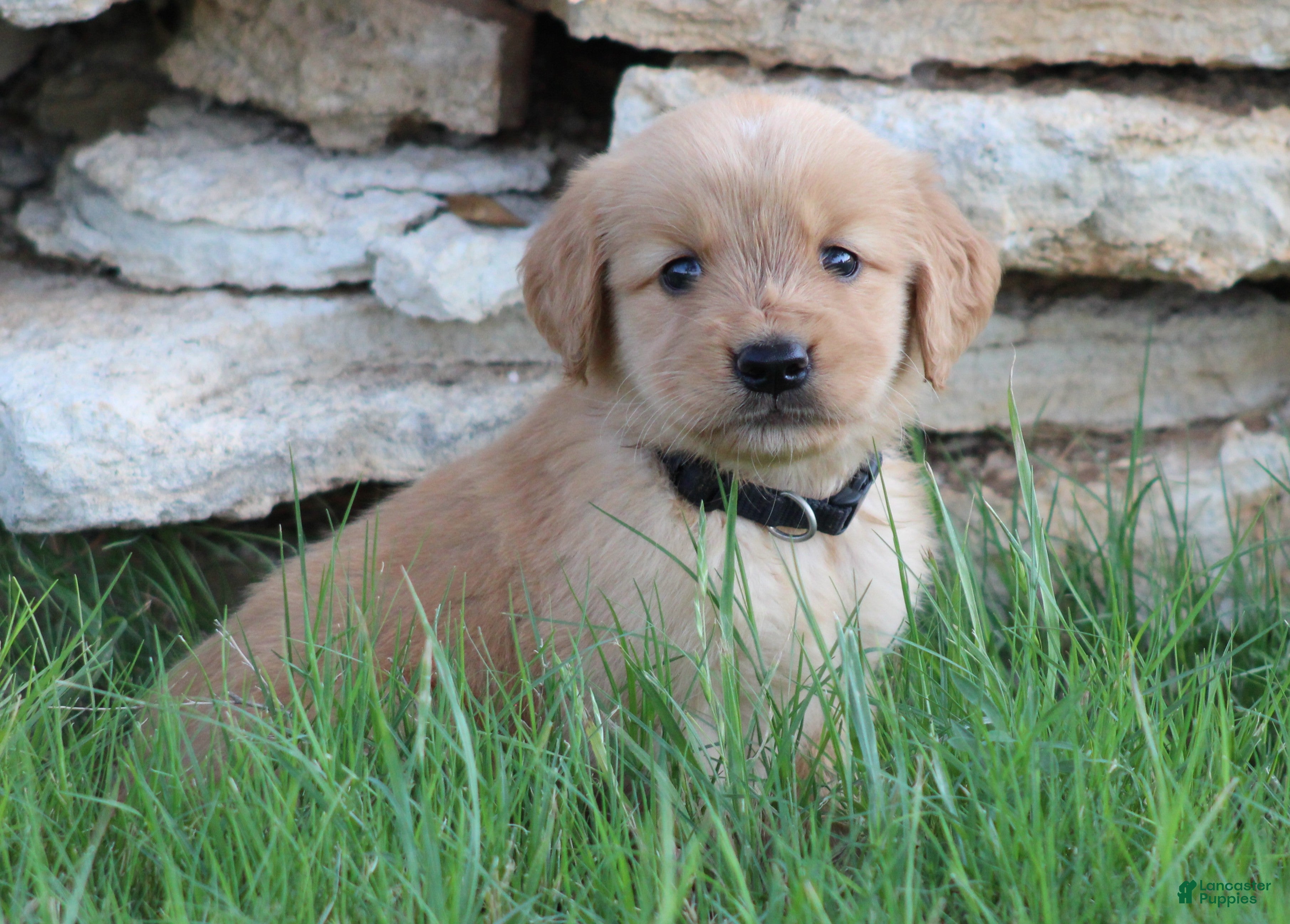 Golden Retriever dogs Milo - Ad 1