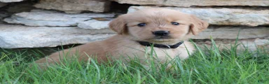Milo