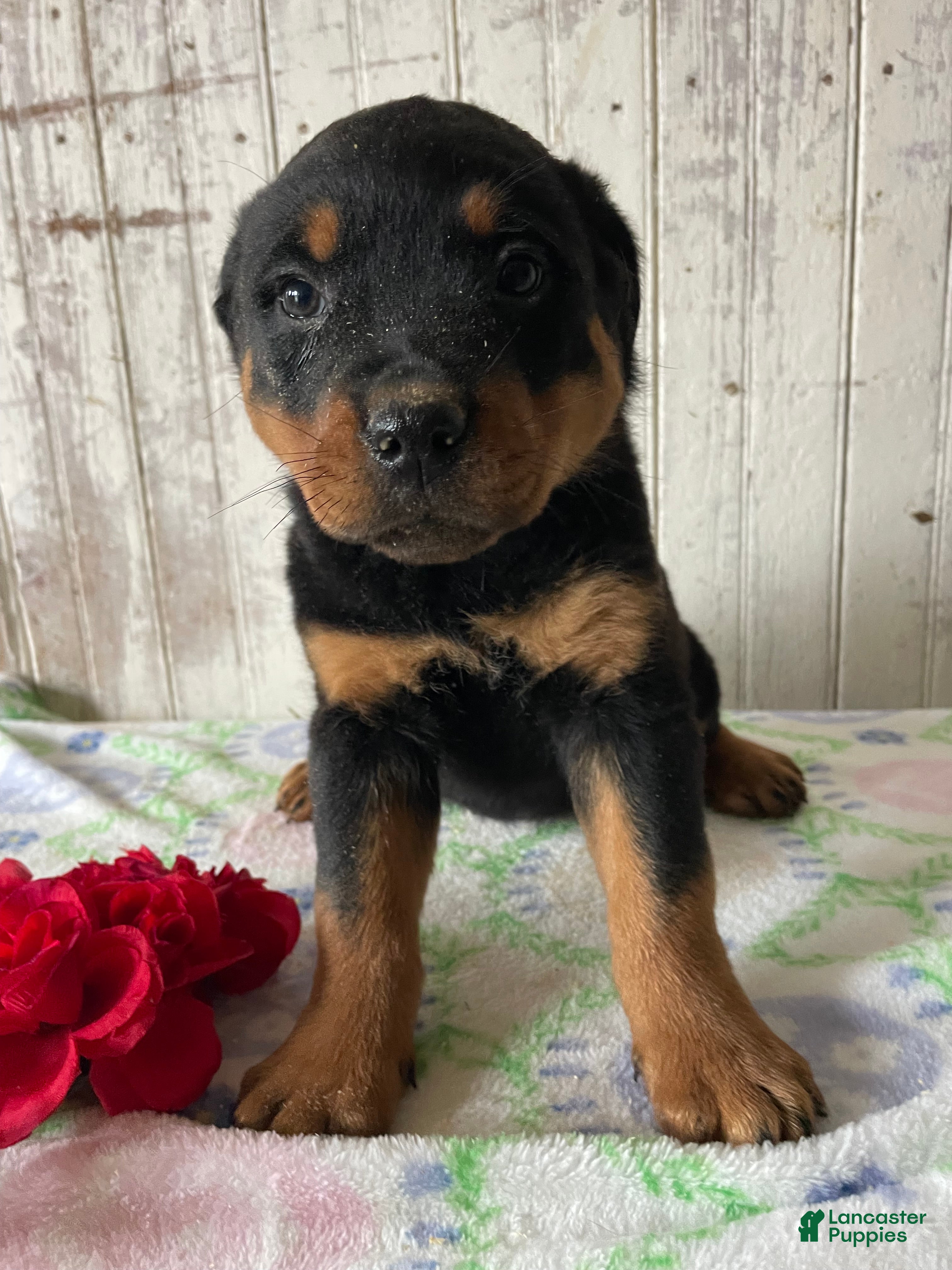 Rottweiler dogs Helga - Ad 28