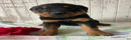 Rottweiler dogs for sale: Helga - Ad 1
