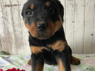 Rottweiler dogs Helga - Ad 28