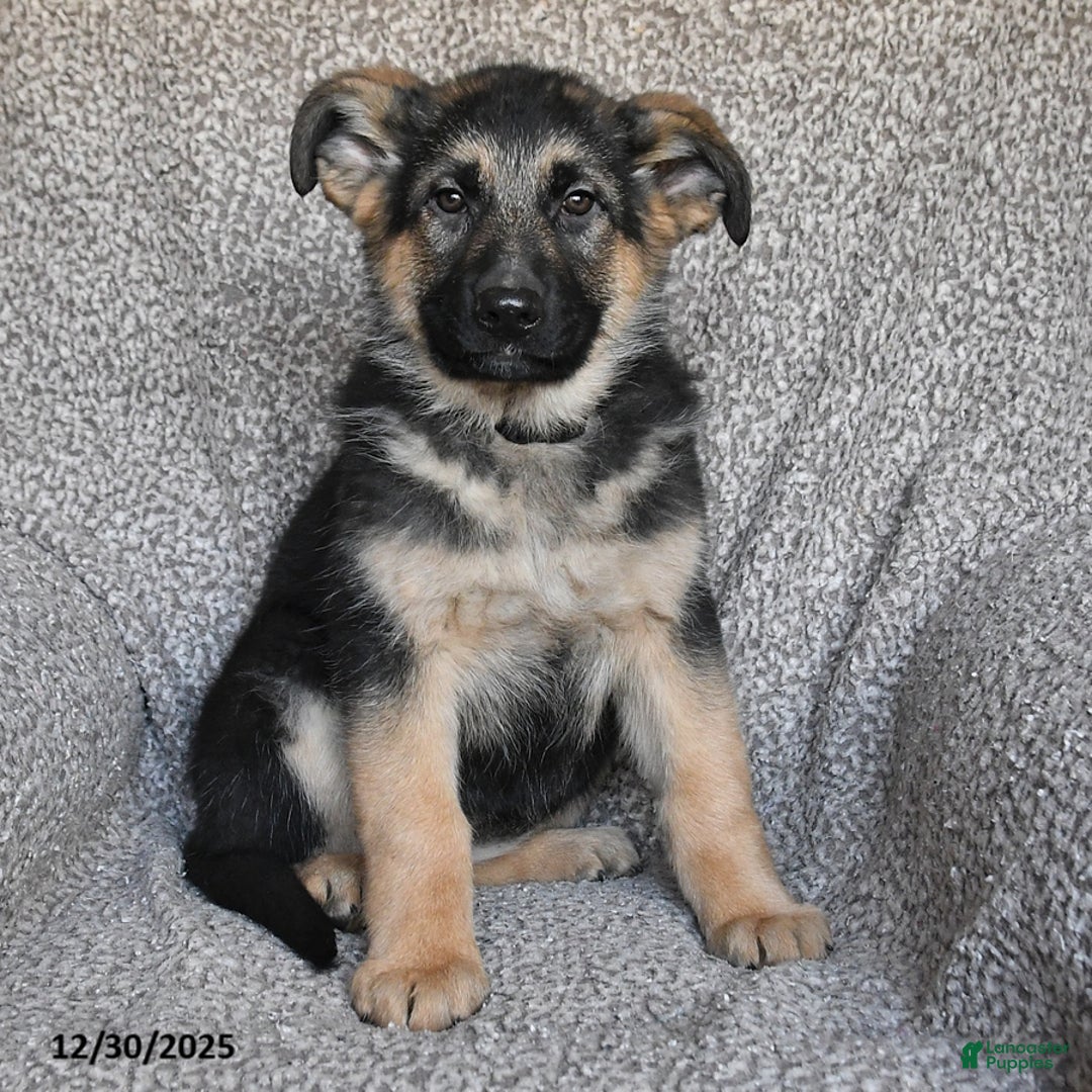 German Shepherd dogs for sale: Shannon - Ad 2