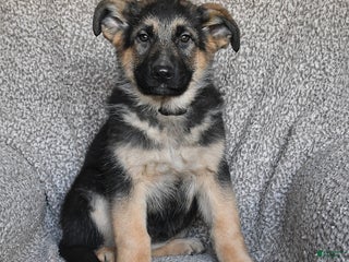 German Shepherd dogs Shannon - Ad 33