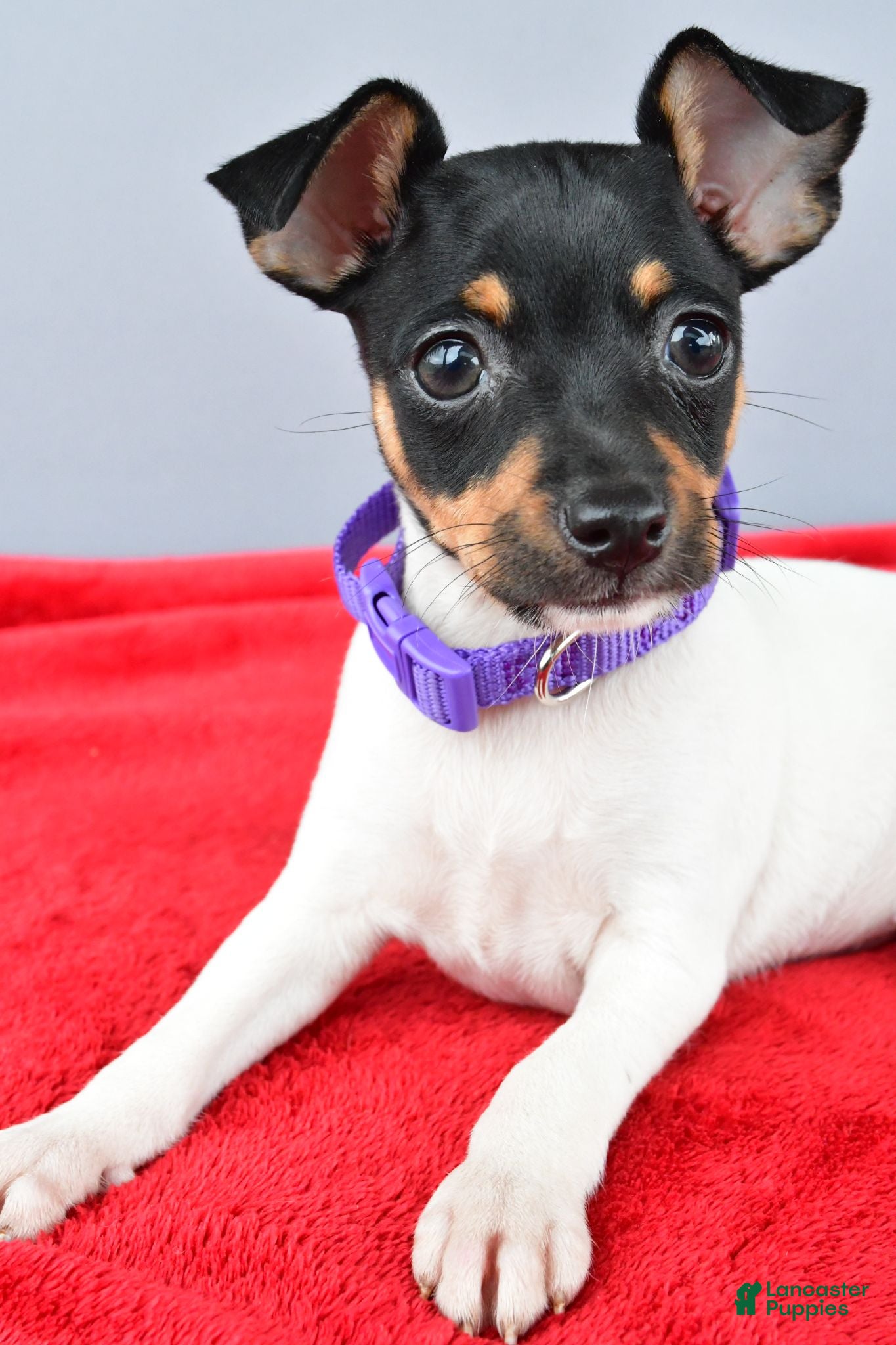 Toy Fox Terrier dogs Daisy - Ad 2