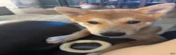 Shiba Inu dogs for sale: Shiba Inu Puppy 1 - Ad 5