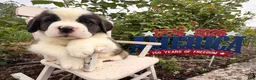 Saint Bernard dogs for sale: Boogie bear  - Ad 4