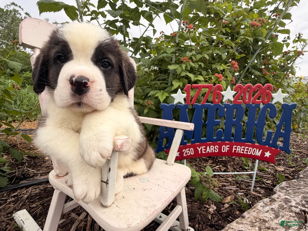 Saint Bernard dogs for sale: Boogie bear  - Ad 4