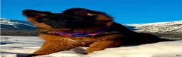 German Shepherd dogs for sale: German Shepherd Puppy 3 - Ad 3