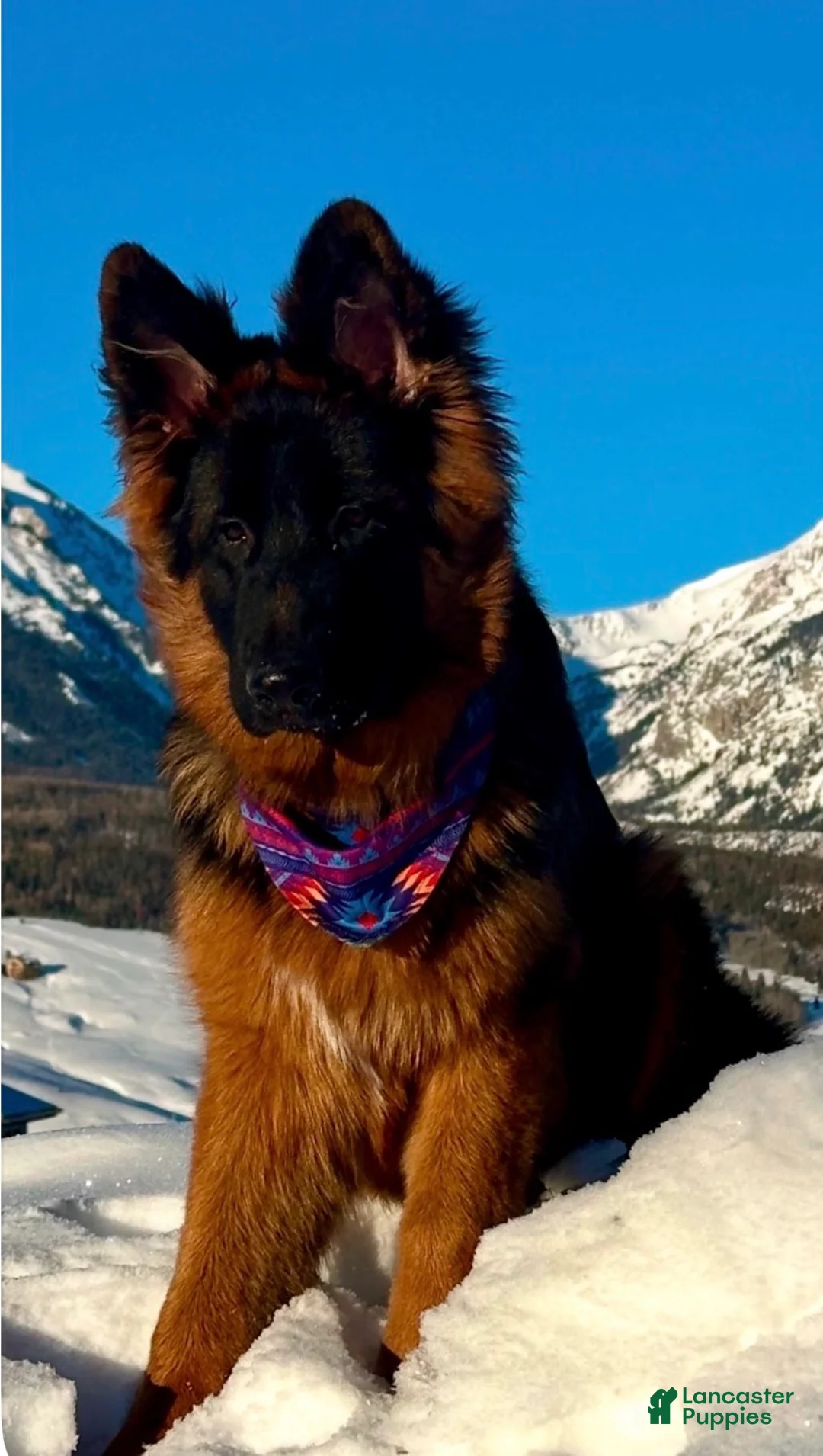 German Shepherd dogs for sale: German Shepherd Puppy 3 - Ad 3