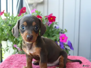 Miniature Dachshund dogs for sale: Nilly - Ad 3