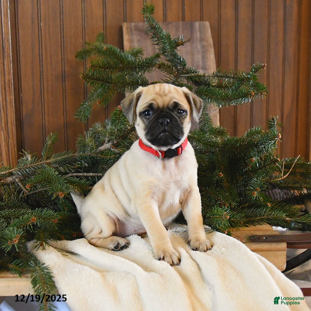 Mixed Breed dogs for sale: Willow - Ad 1