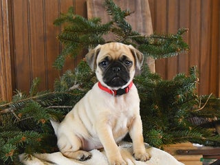 Mixed Breed dogs Willow - Ad 20