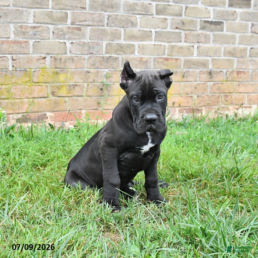 Cane Corso dogs Dune - Ad 1