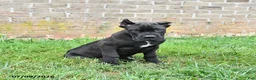Cane Corso dogs for sale: Dune - Ad 1