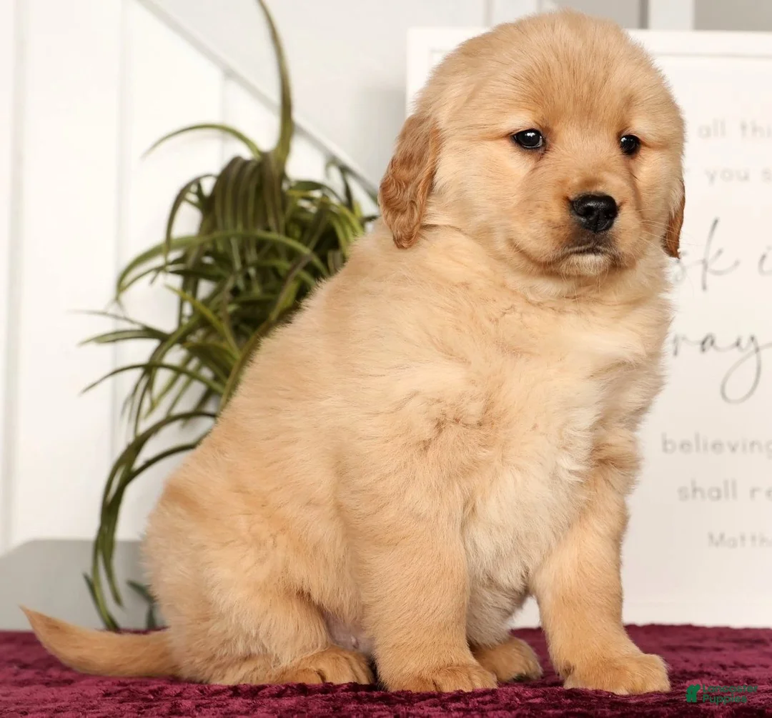 Golden Retriever dogs for sale: Roxey - Ad 6