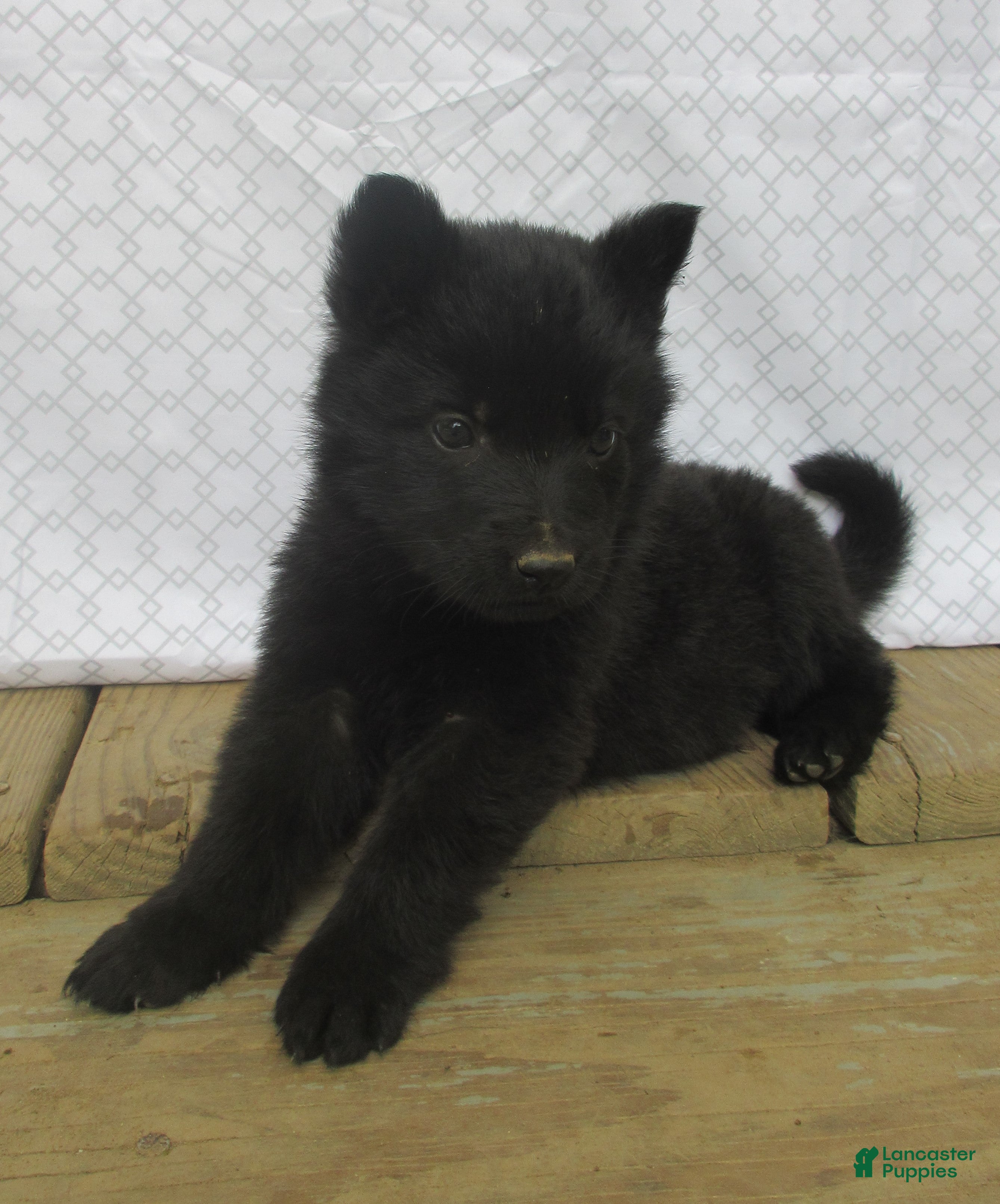 German Shepherd dogs Captain - Ad 1